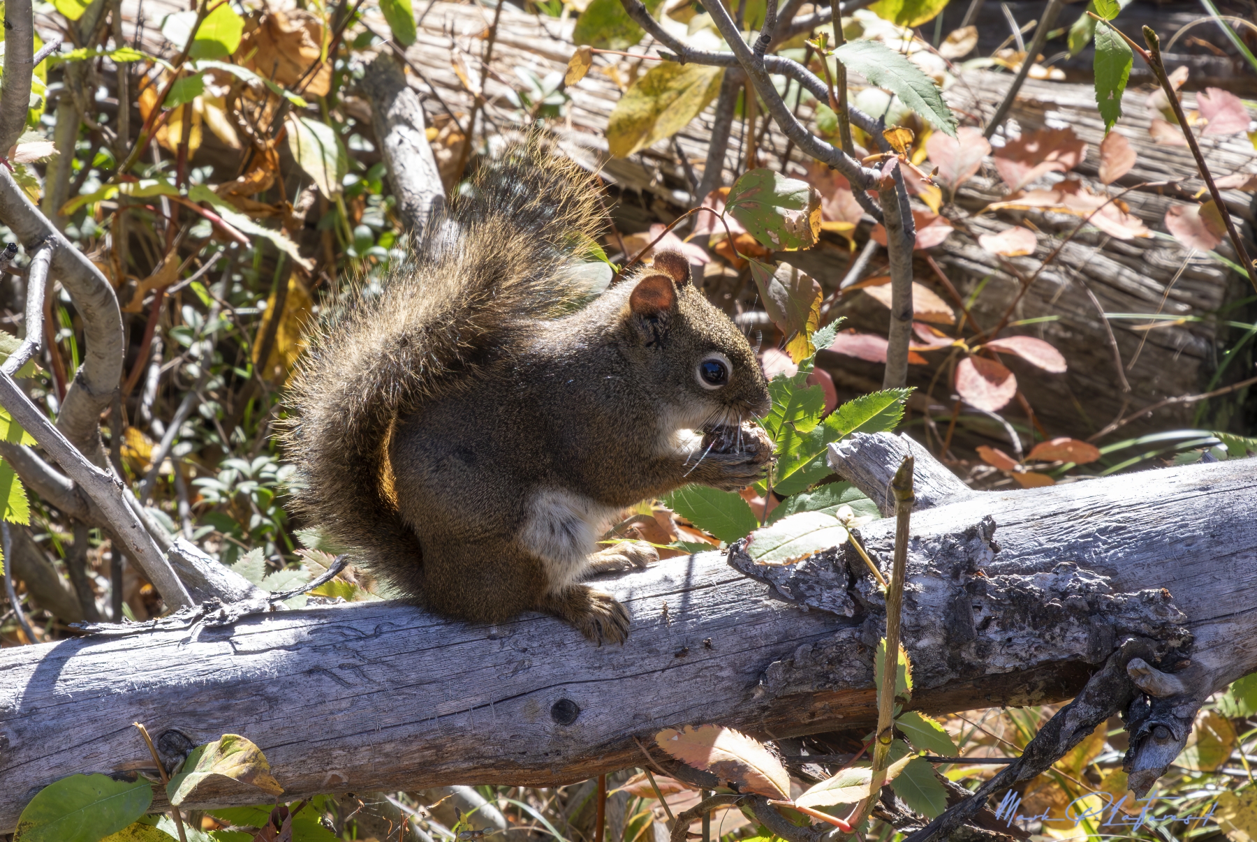 Red Squirrel, Grand Teton National Park